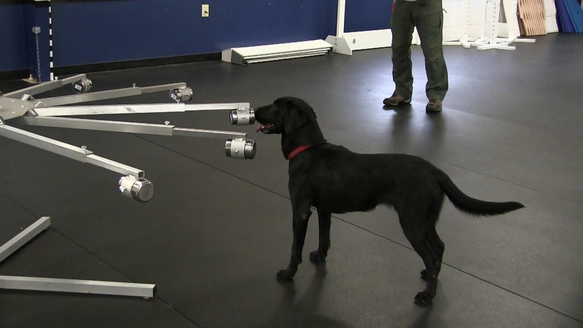 Load video: video of dog using detection training wheel